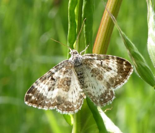 Epirrhoe alternata